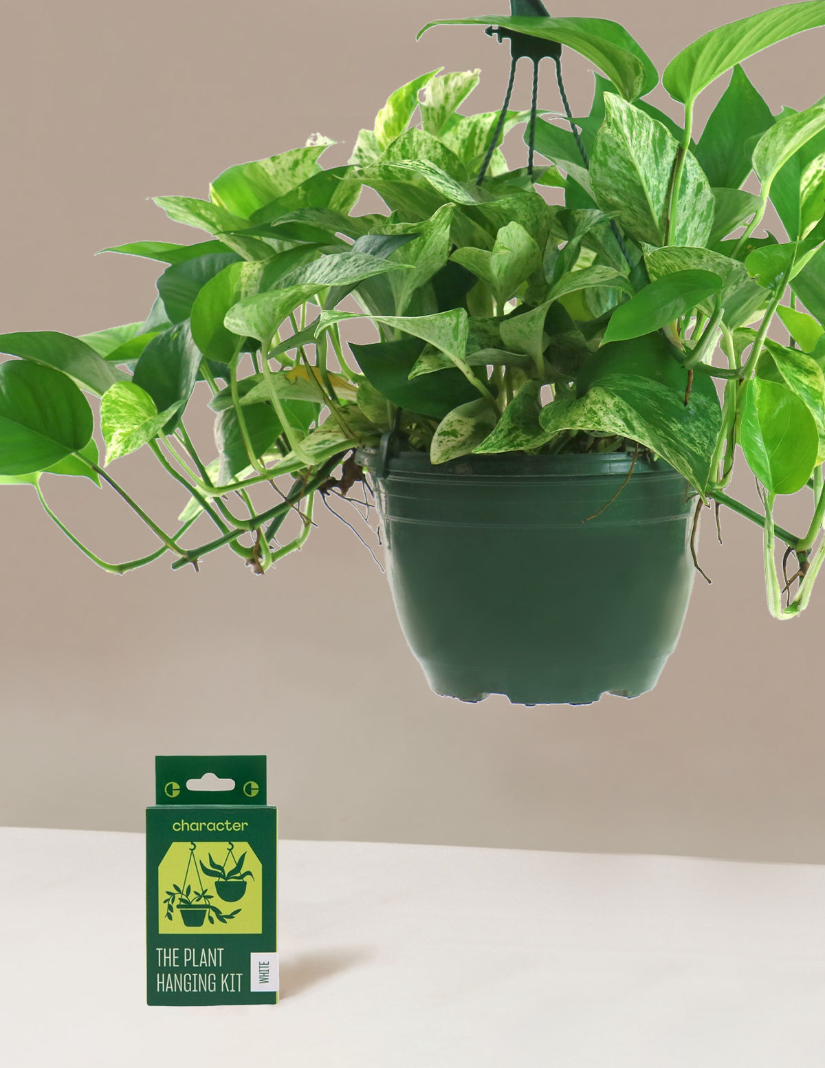 Pothos Marble Queen