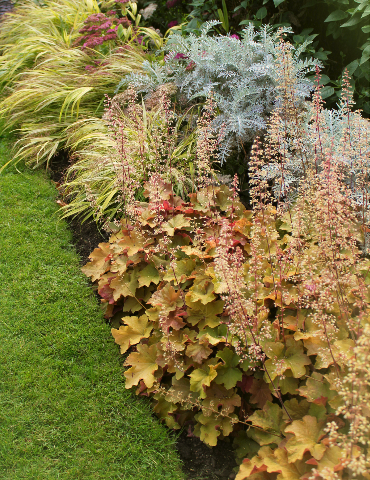 Marmalade Heuchera
