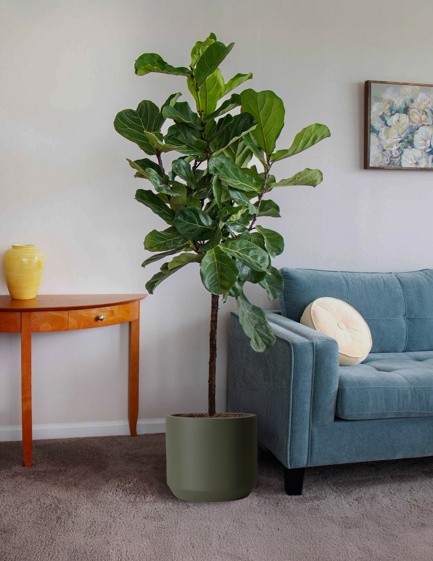 Fiddle Leaf Fig
