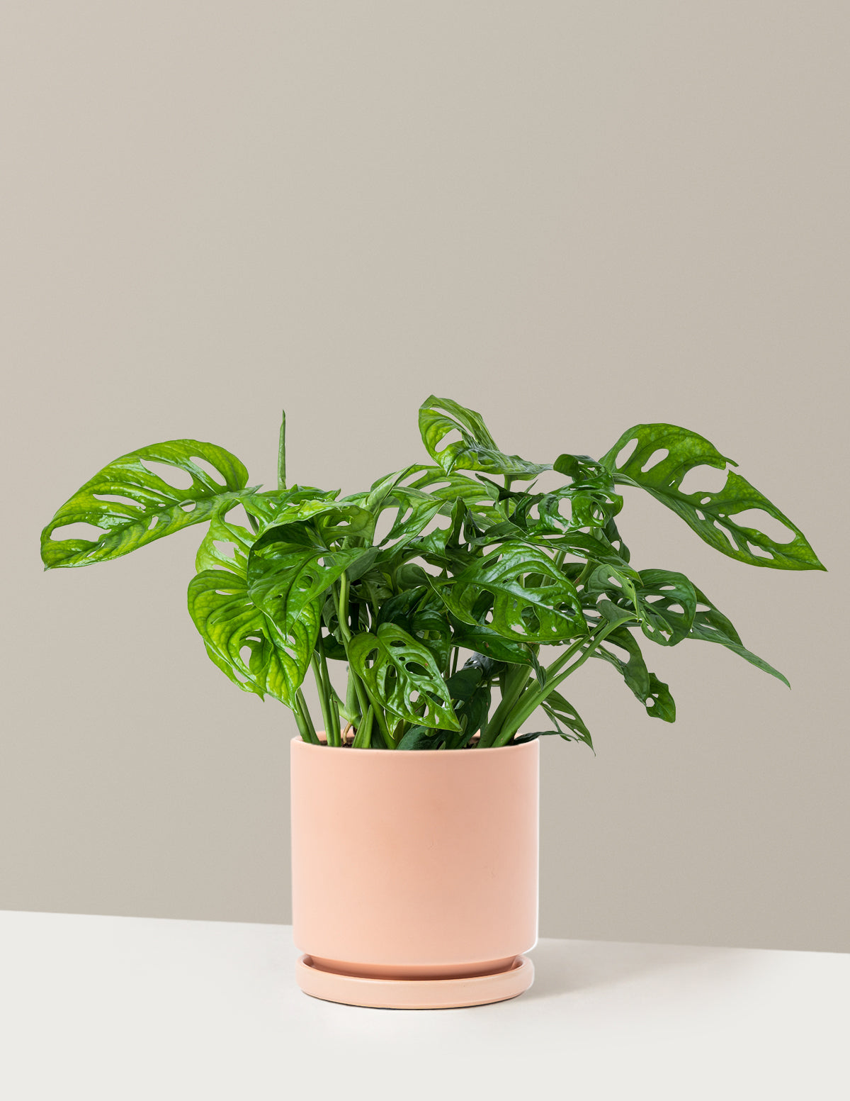 Monstera Adansonii