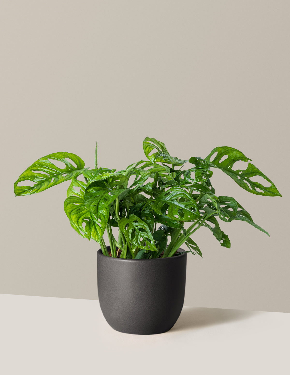 Monstera Adansonii
