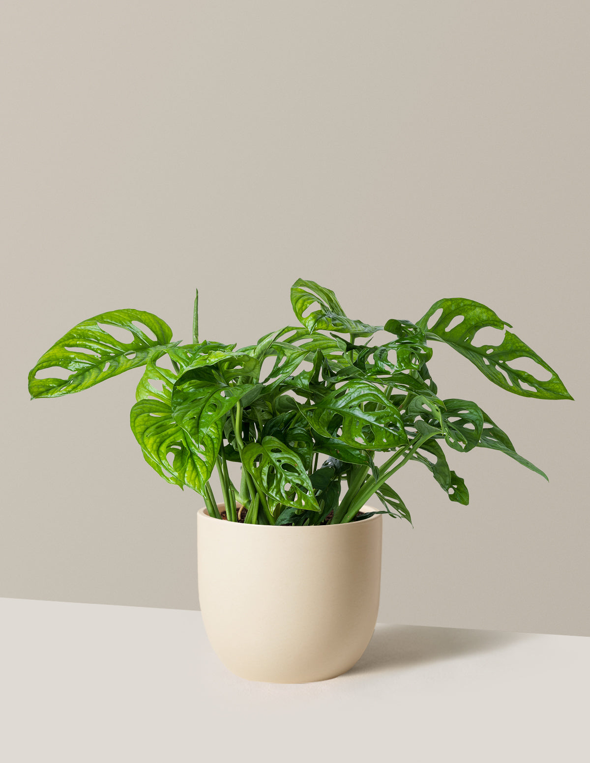 Monstera Adansonii