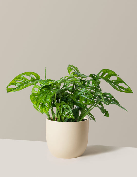 Swiss Cheese Plant