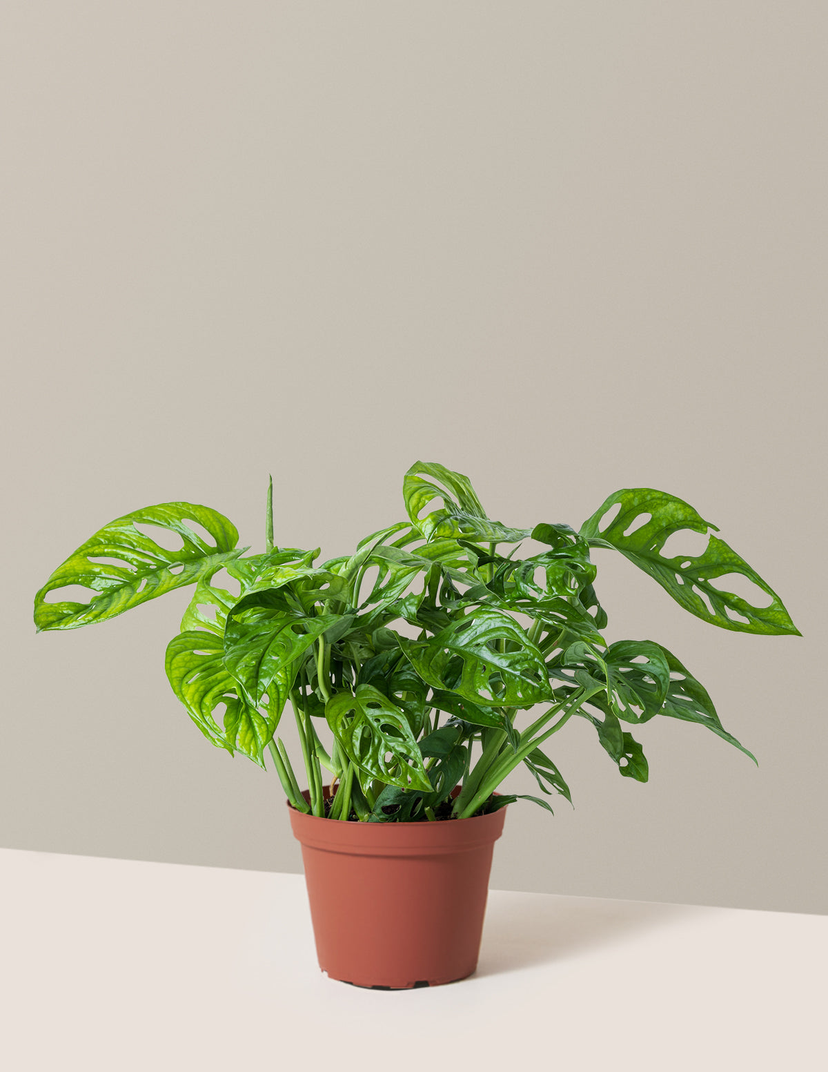 Monstera Adansonii