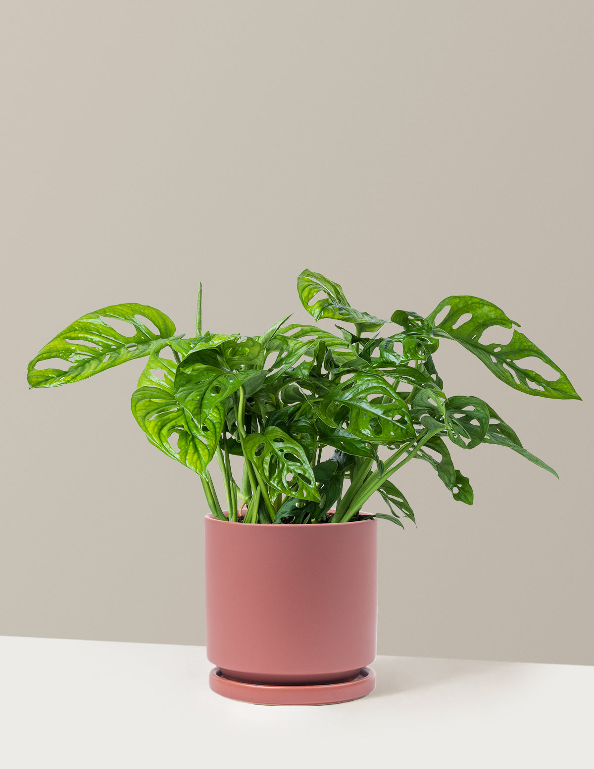 Monstera Adansonii