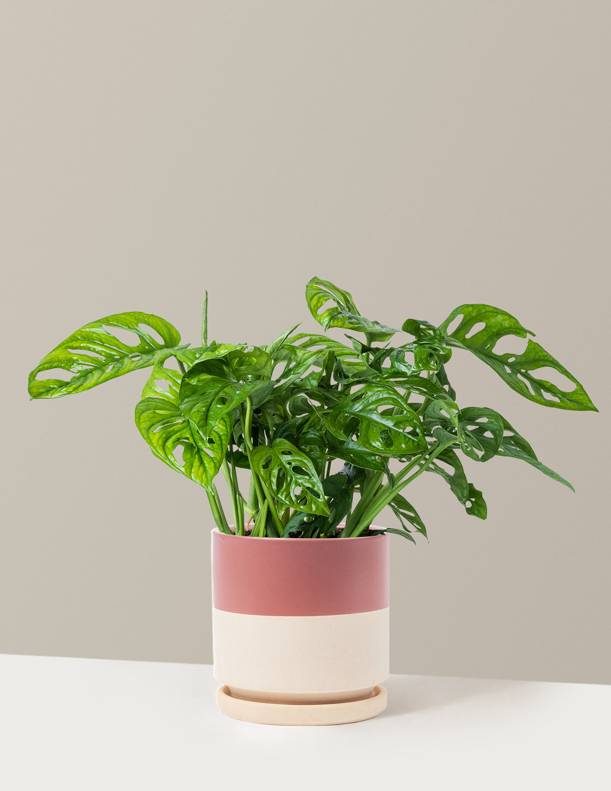 Monstera Adansonii