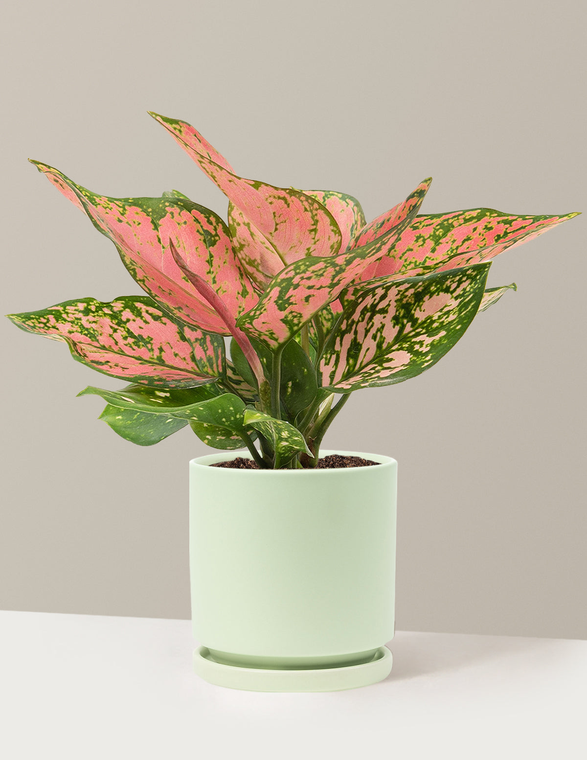 Aglaonema Wishes