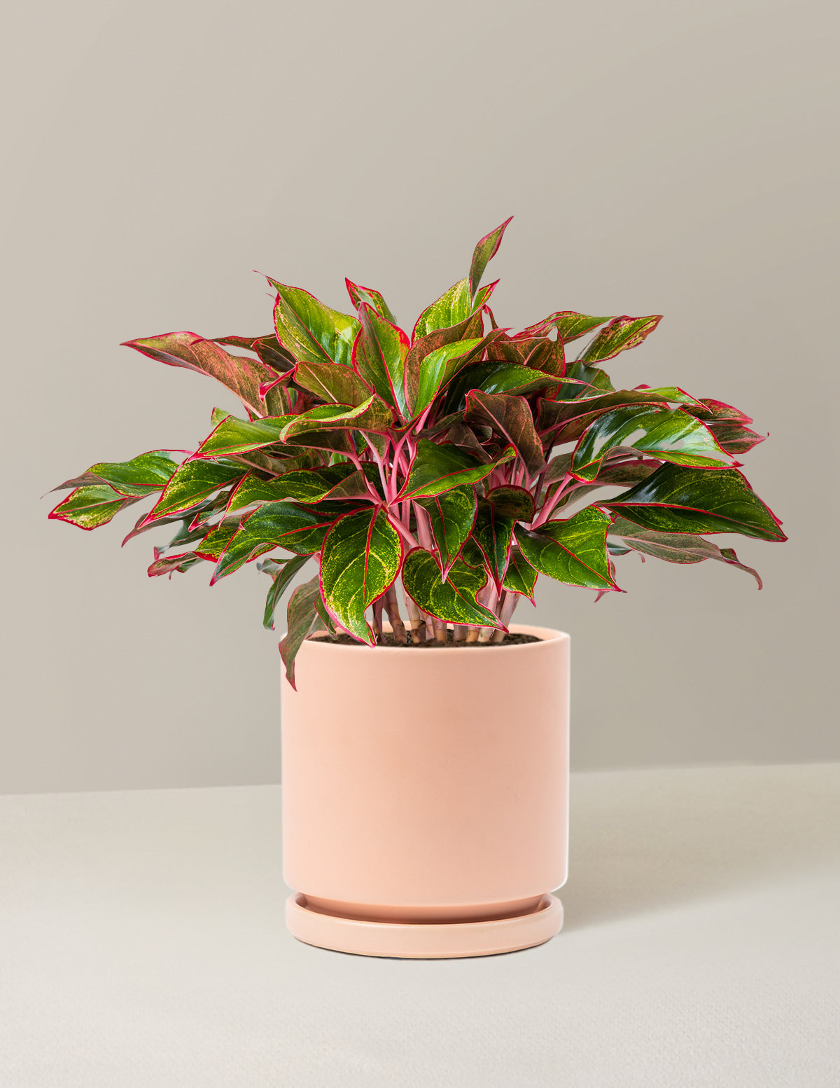 Aglaonema Siam