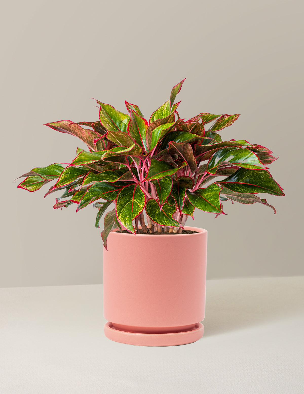 Aglaonema Siam