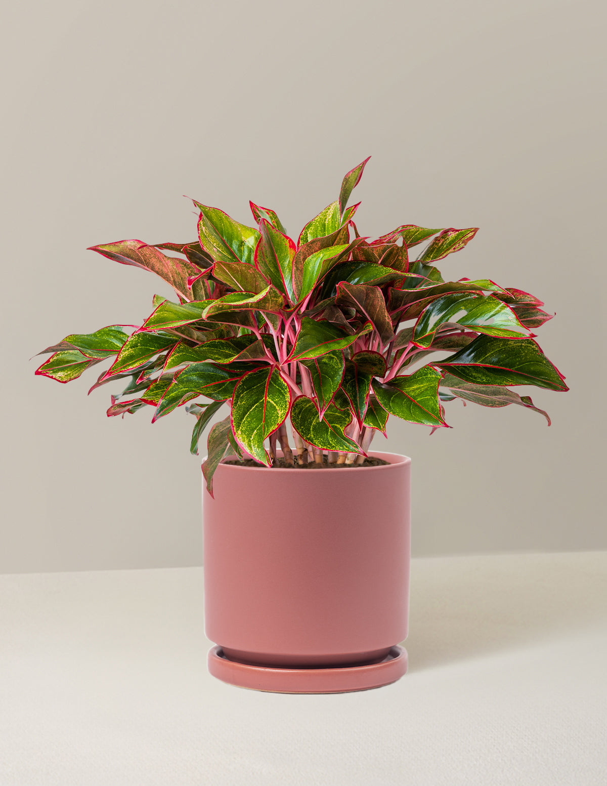 Aglaonema Siam