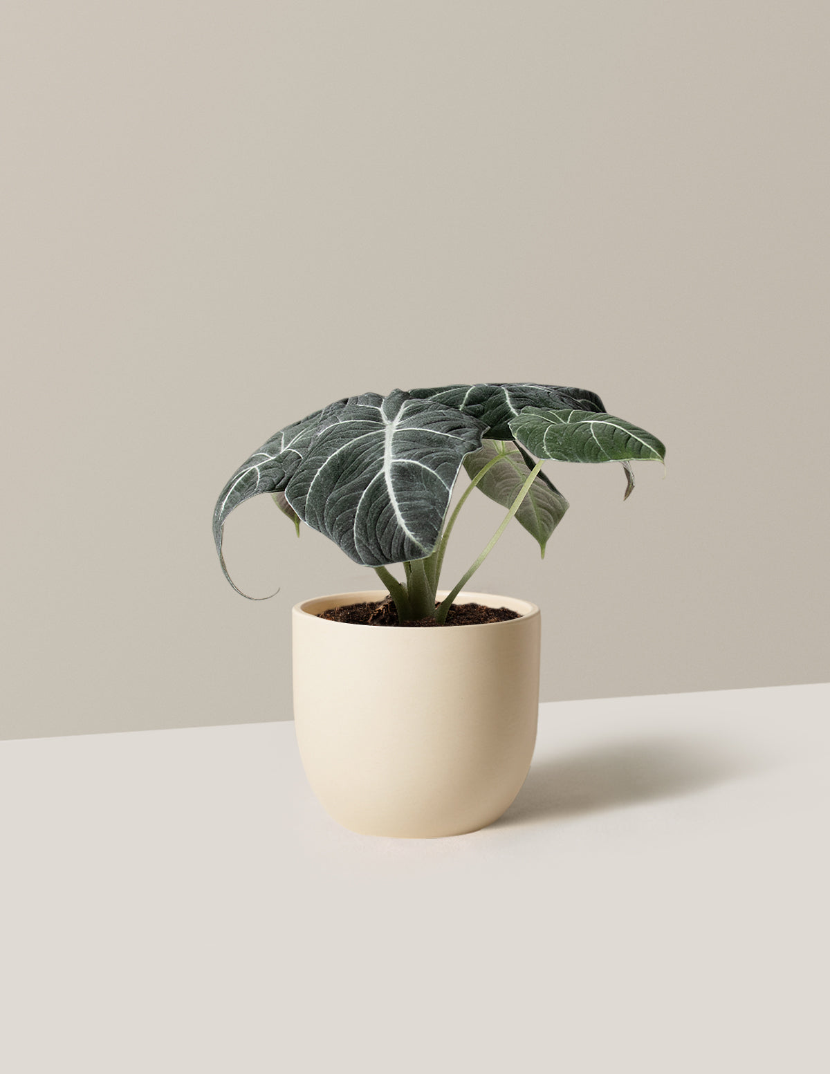 Alocasia Black Velvet