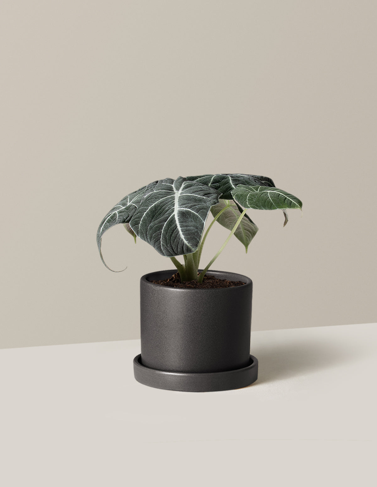 Alocasia Black Velvet