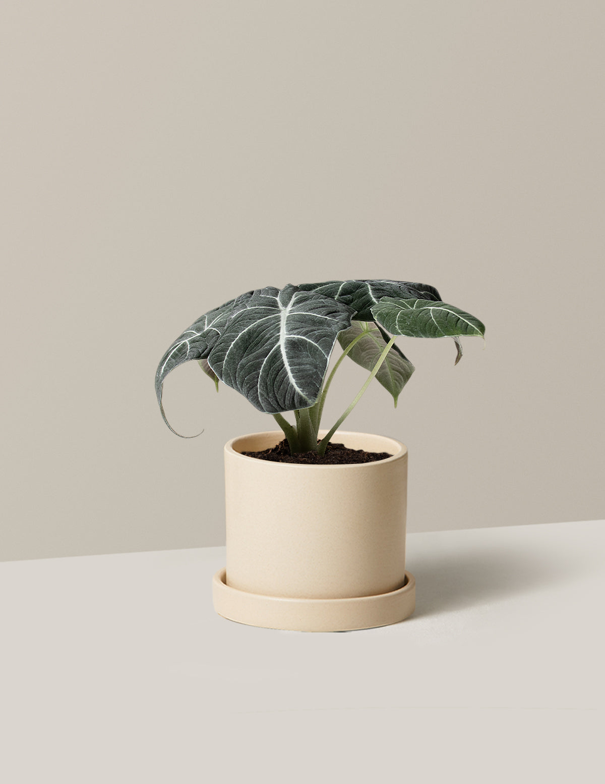 Alocasia Black Velvet