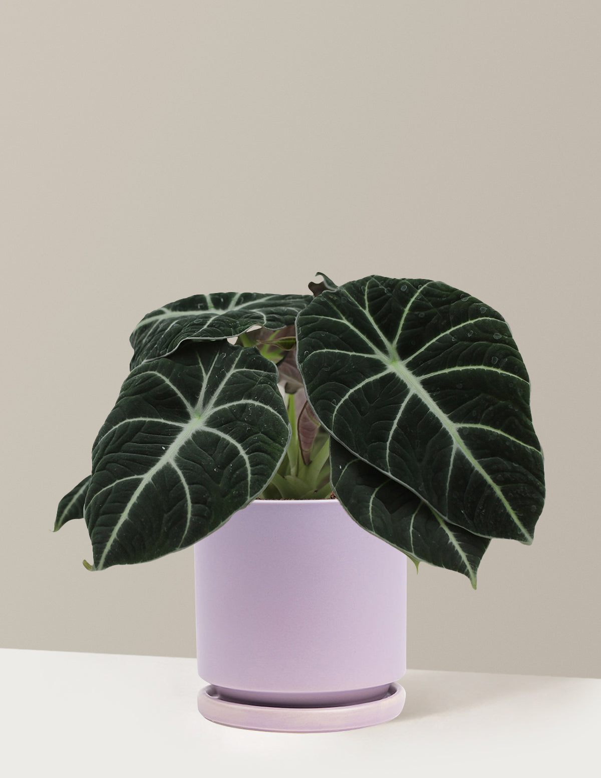 Alocasia Black Velvet