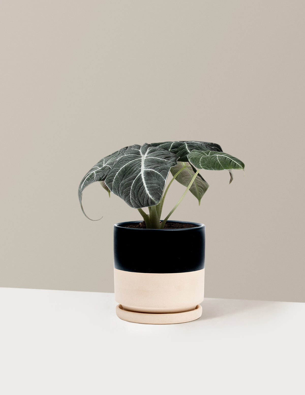 Alocasia Black Velvet