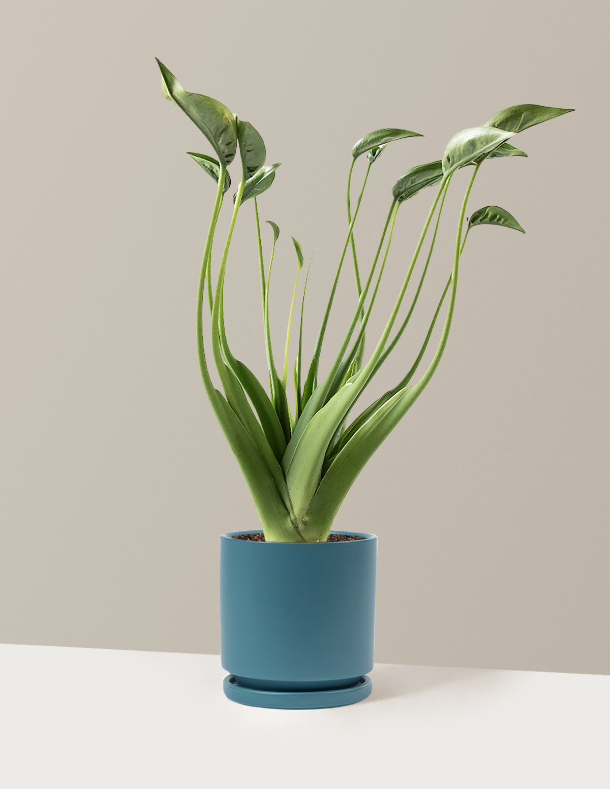 Alocasia Tiny Dancer