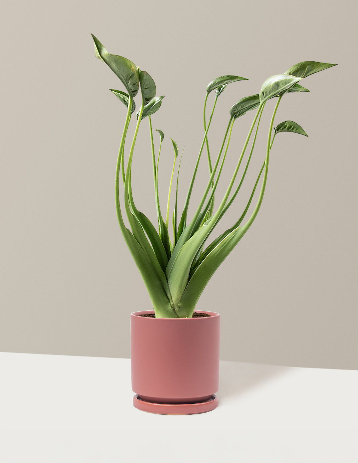 Alocasia Tiny Dancer