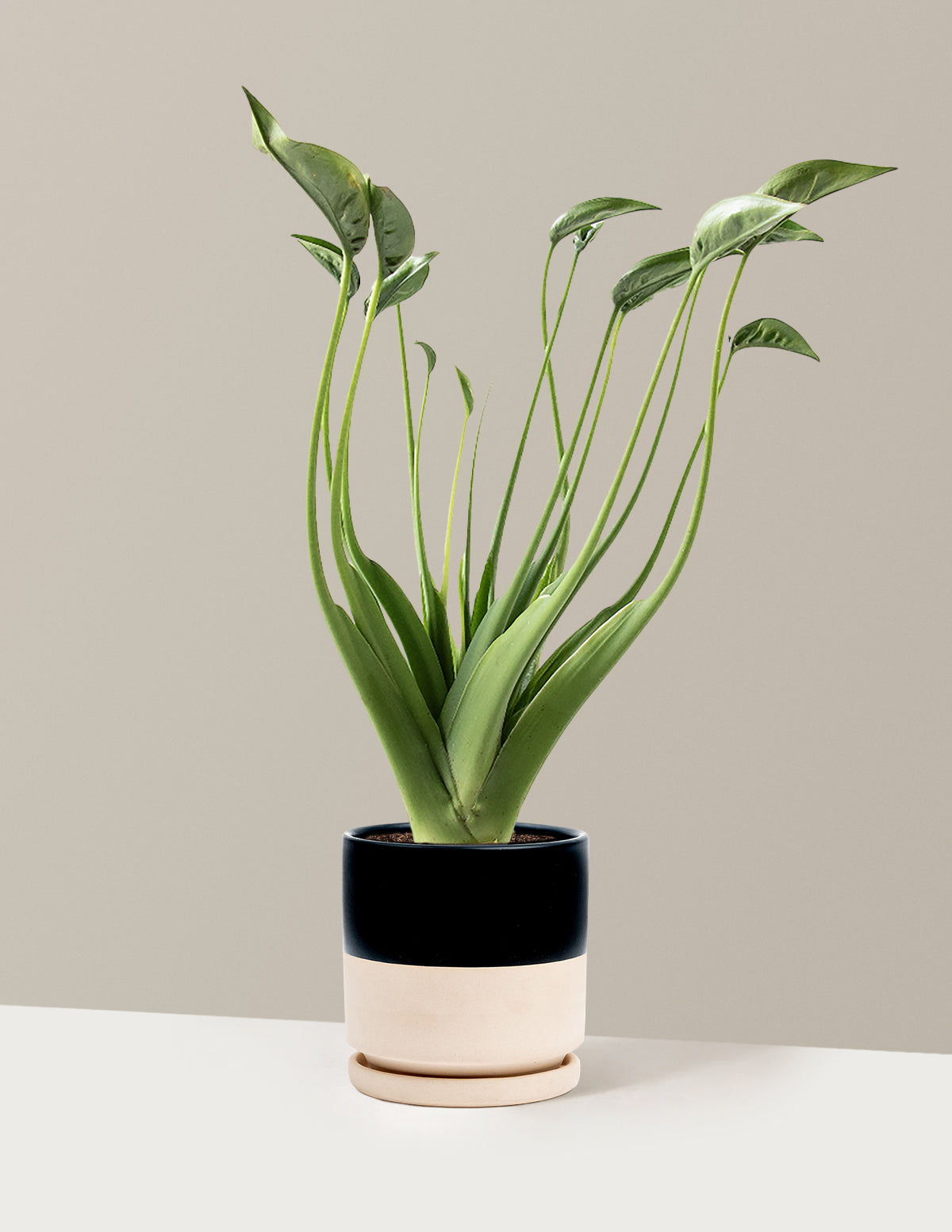 Alocasia Tiny Dancer