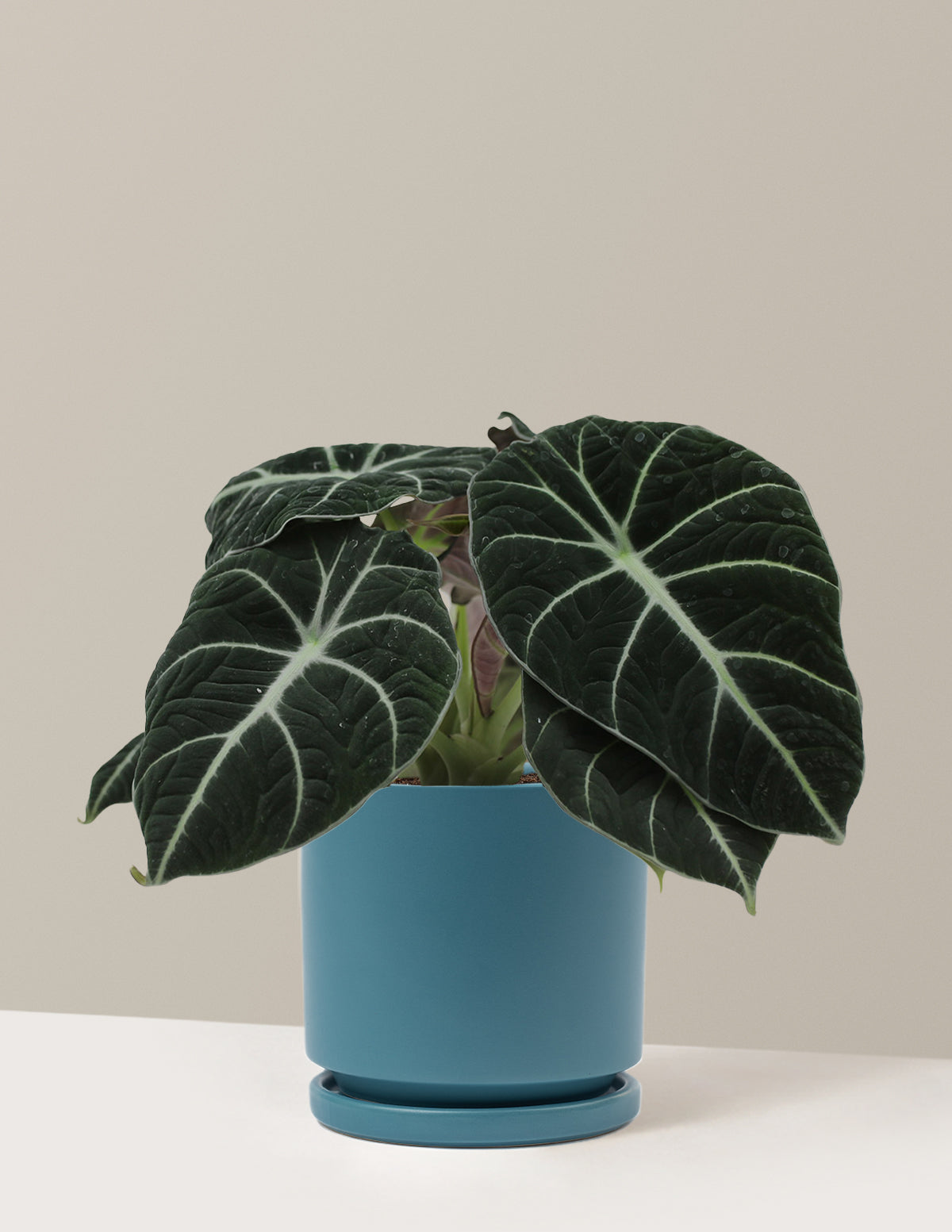 Alocasia Black Velvet