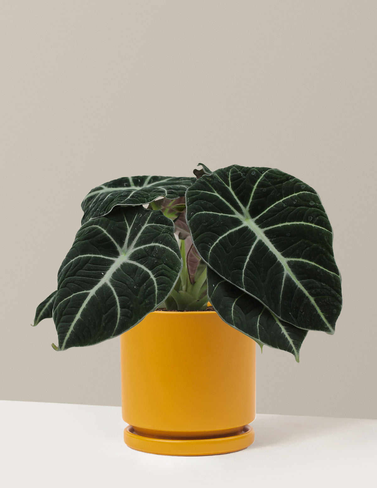 Alocasia Black Velvet