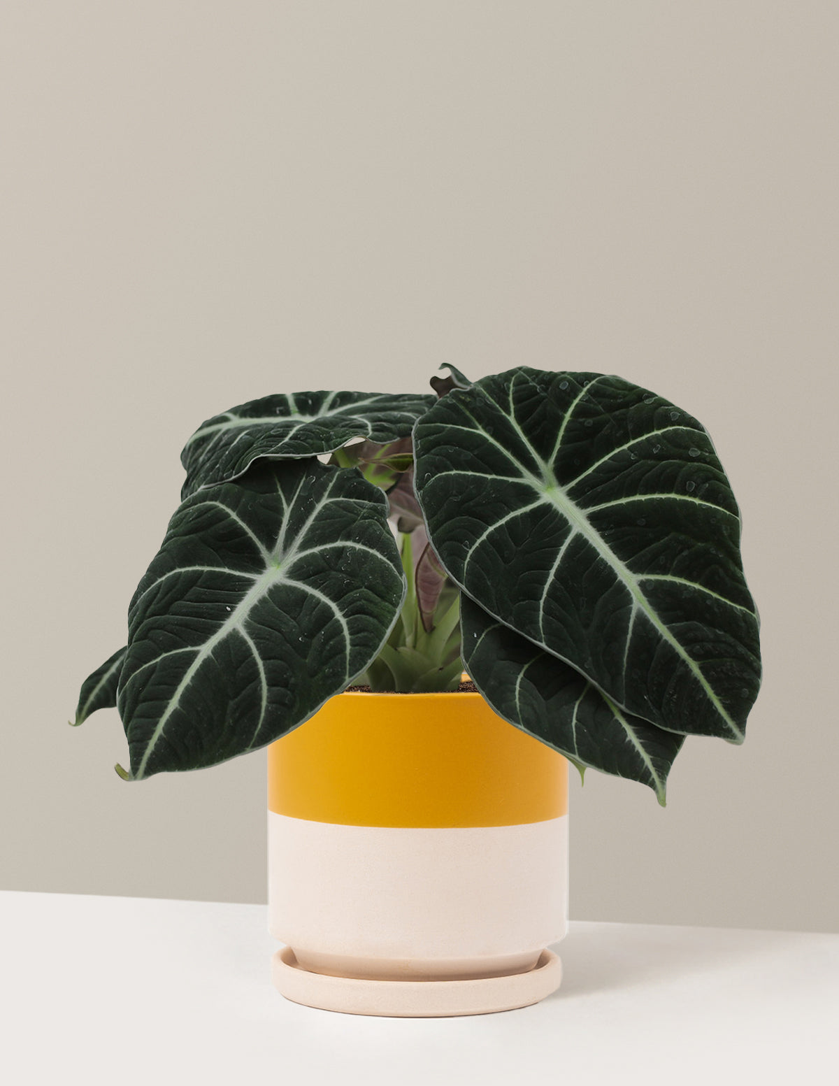 Alocasia Black Velvet