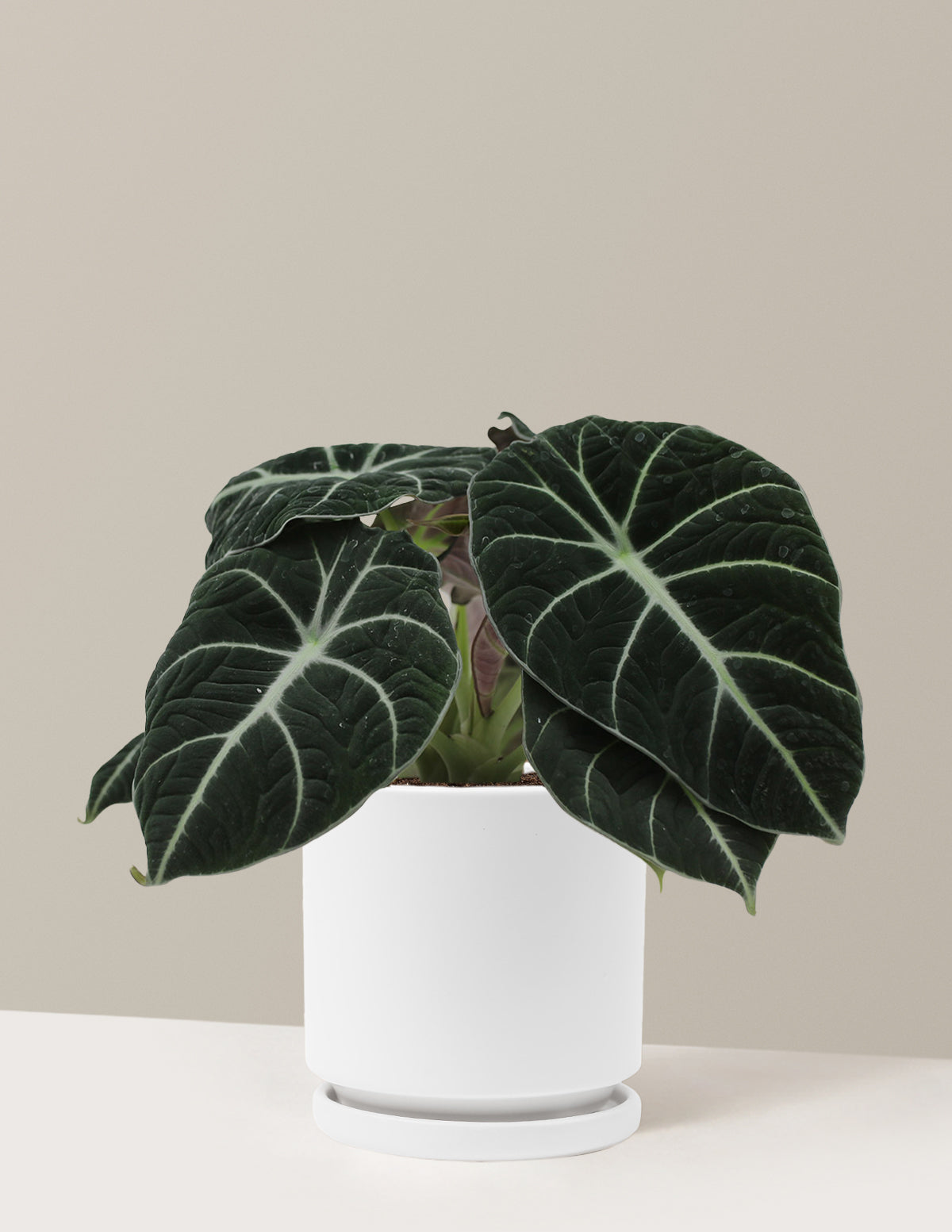 Alocasia Black Velvet