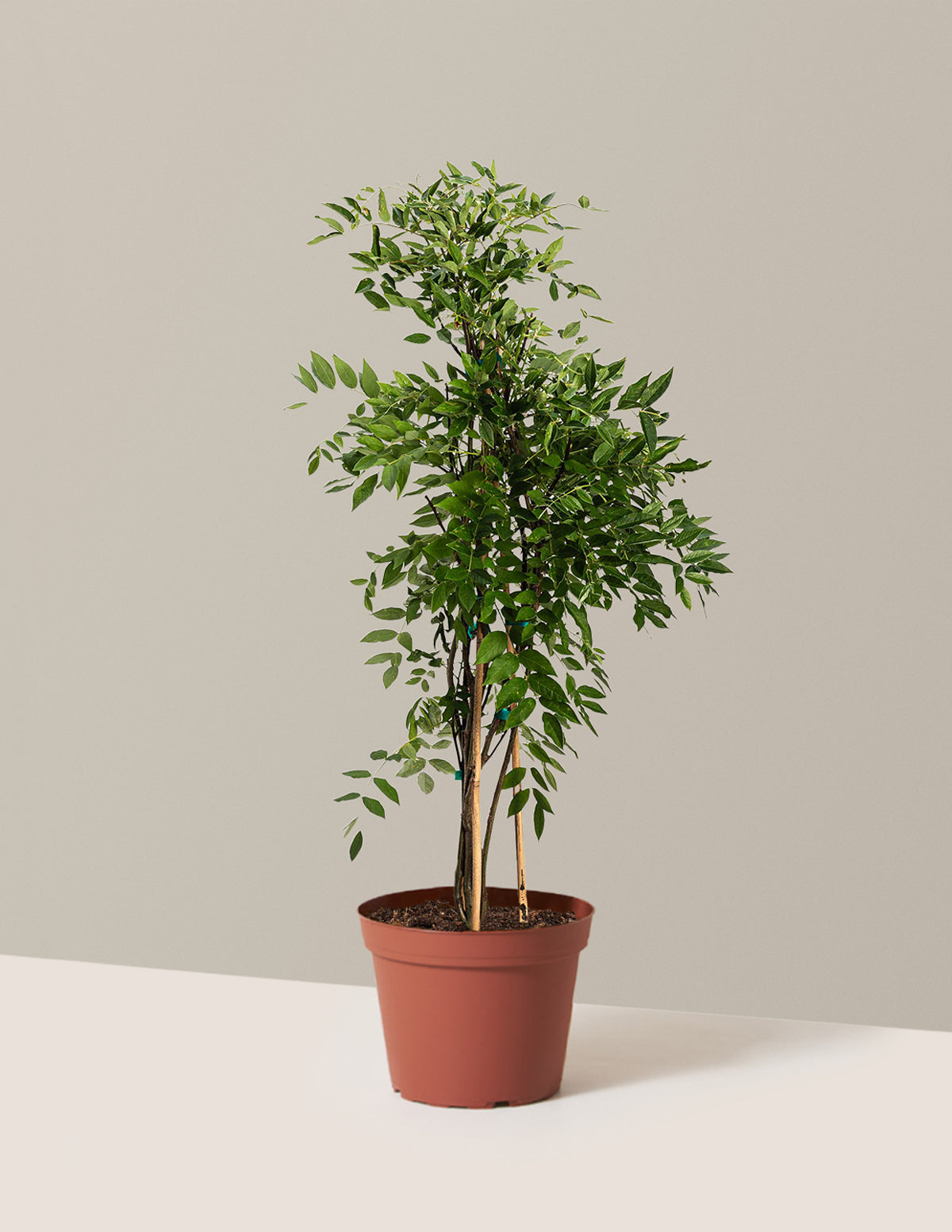 Amethyst Falls Wisteria