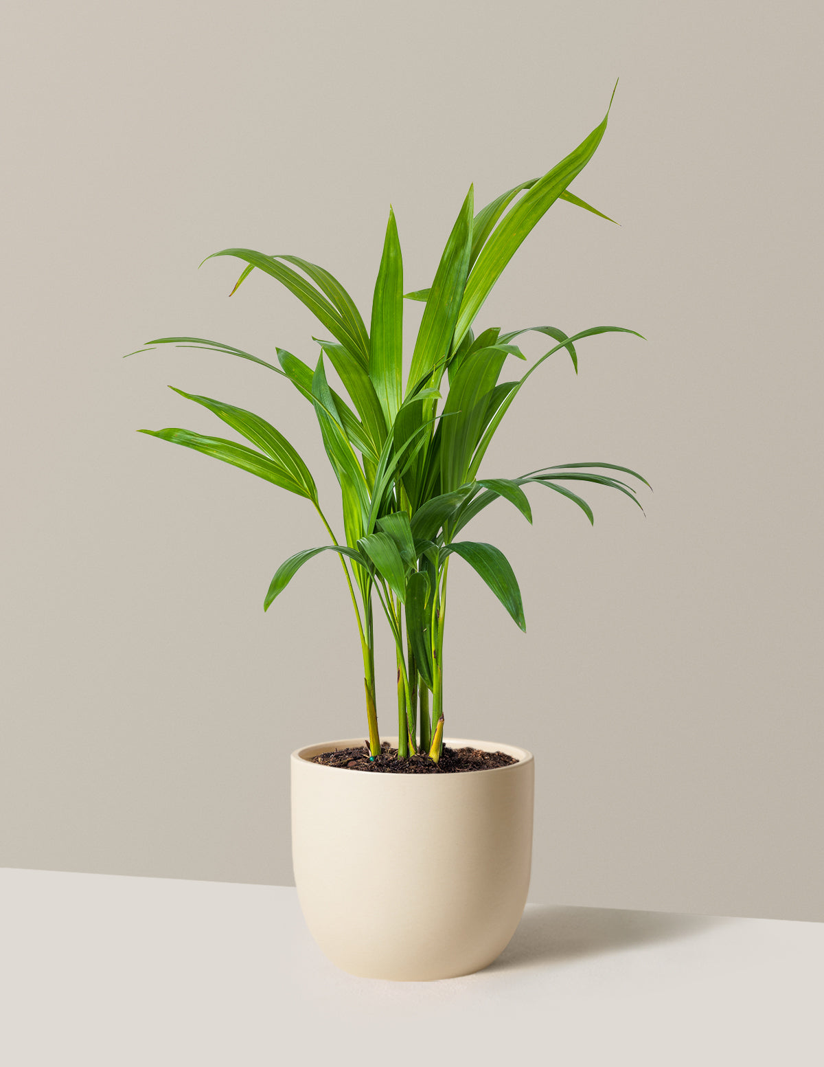 Areca Purifying Palm