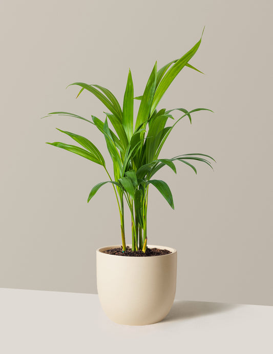 Areca Purifying Palm