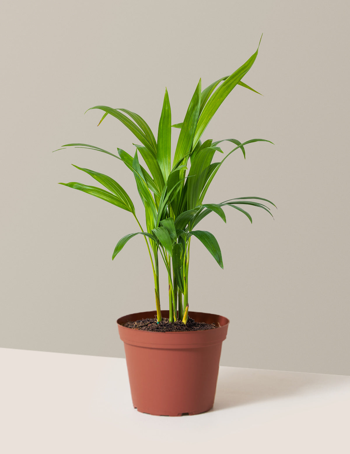 Areca Purifying Palm