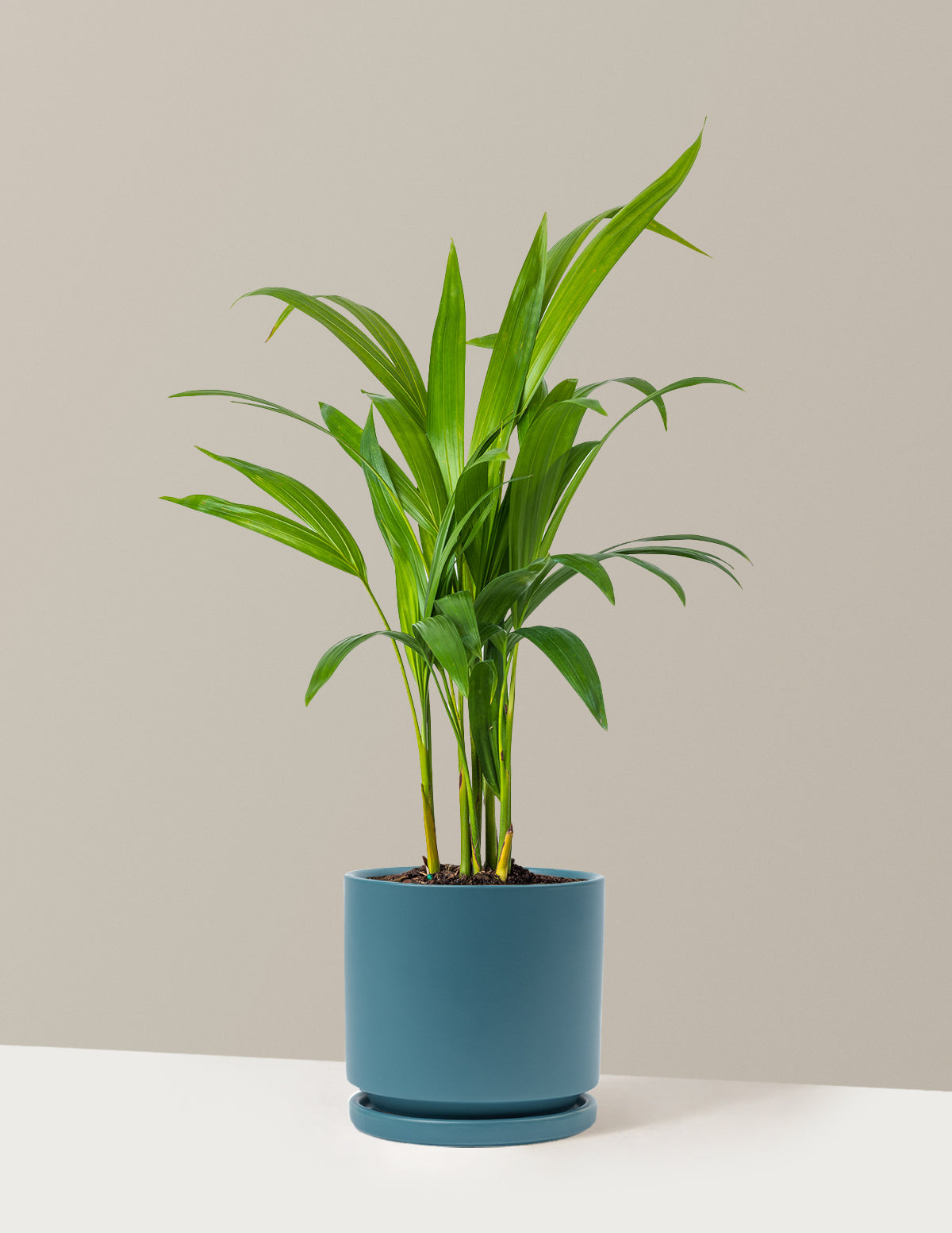 Areca Purifying Palm
