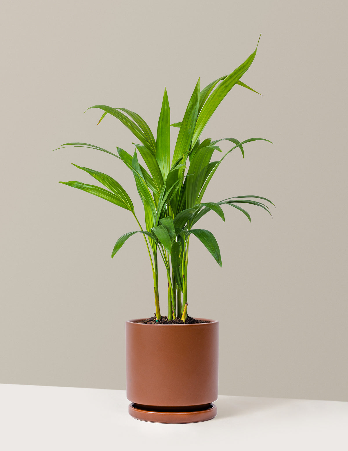 Areca Purifying Palm