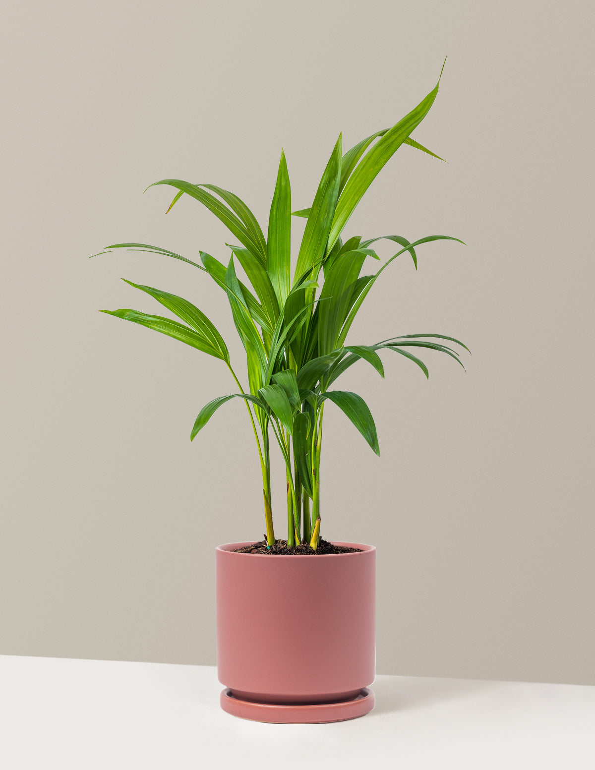 Areca Purifying Palm