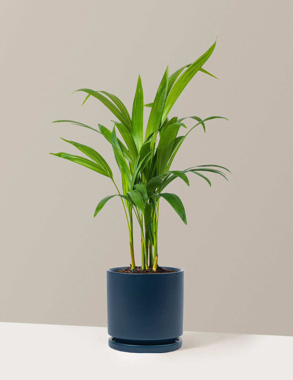 Areca Purifying Palm