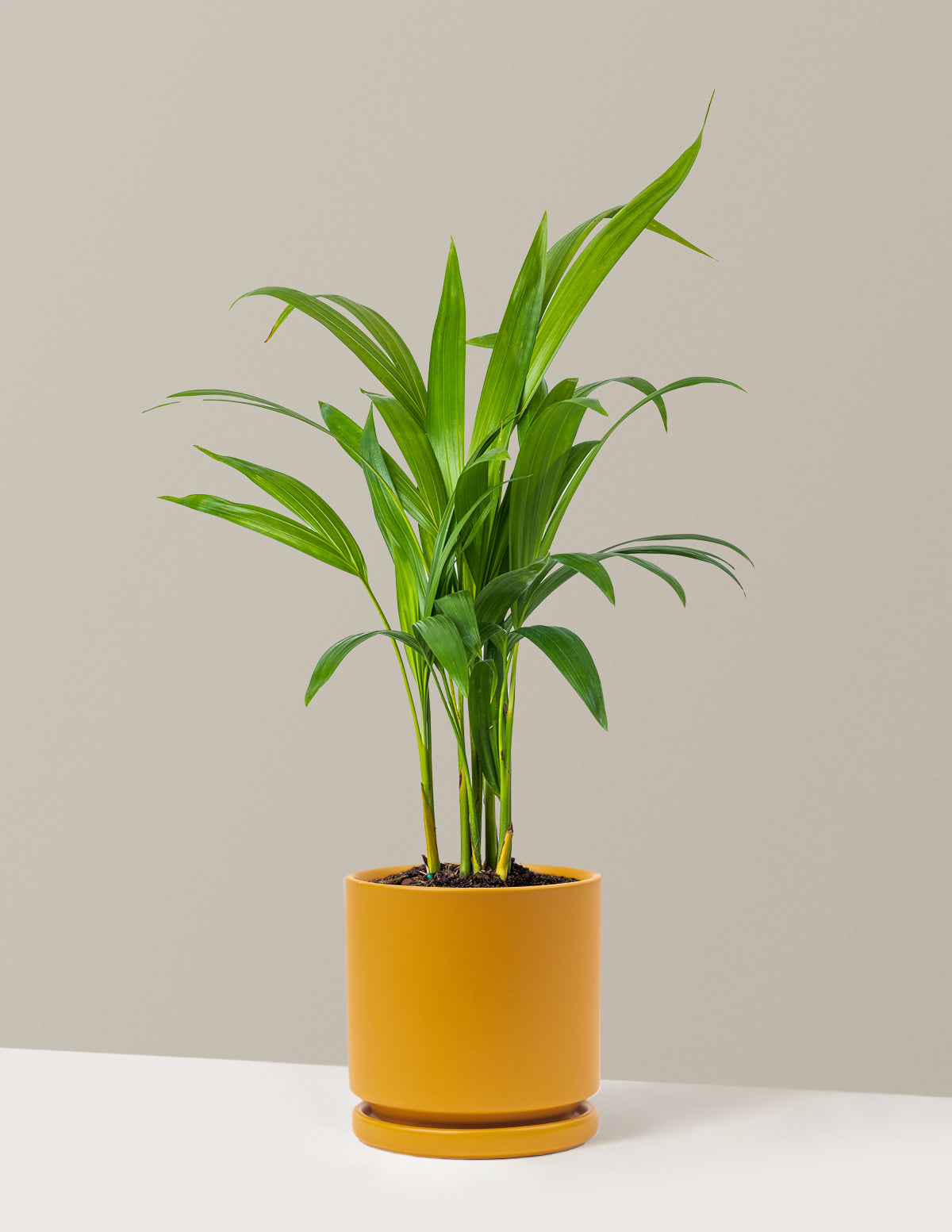 Areca Purifying Palm