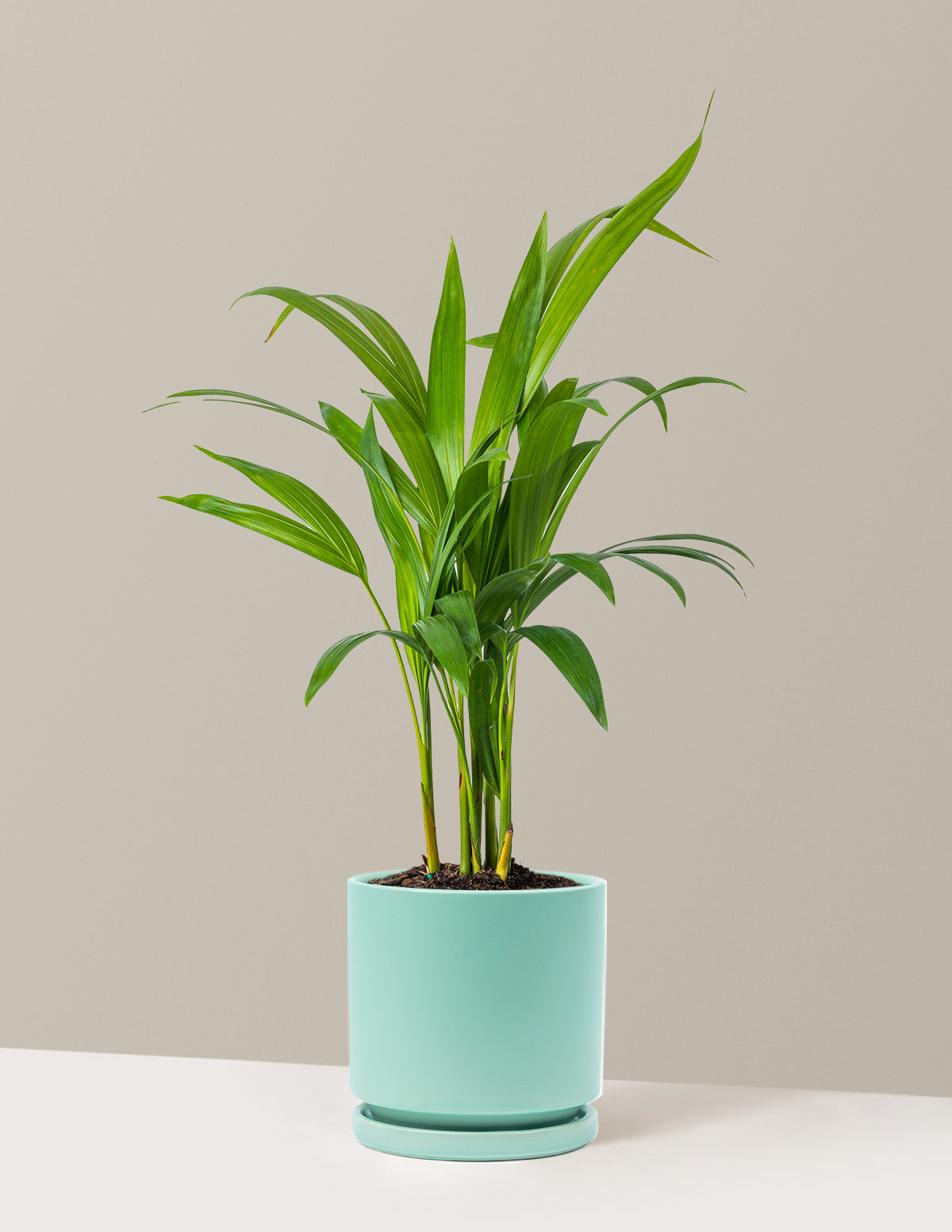Areca Purifying Palm