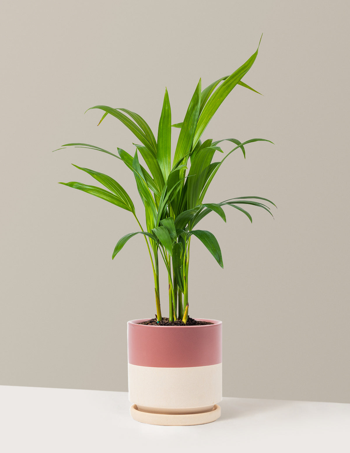 Areca Purifying Palm