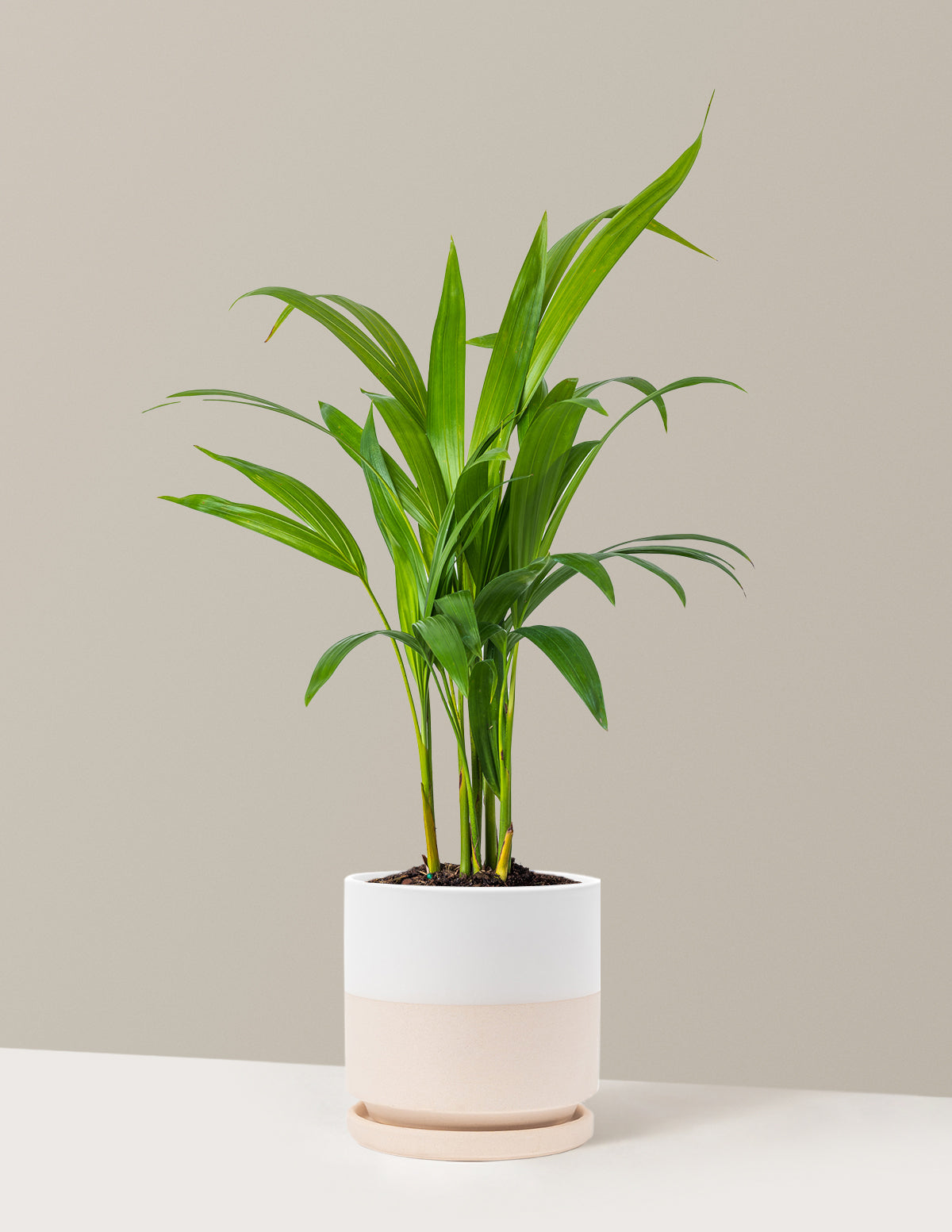 Areca Purifying Palm