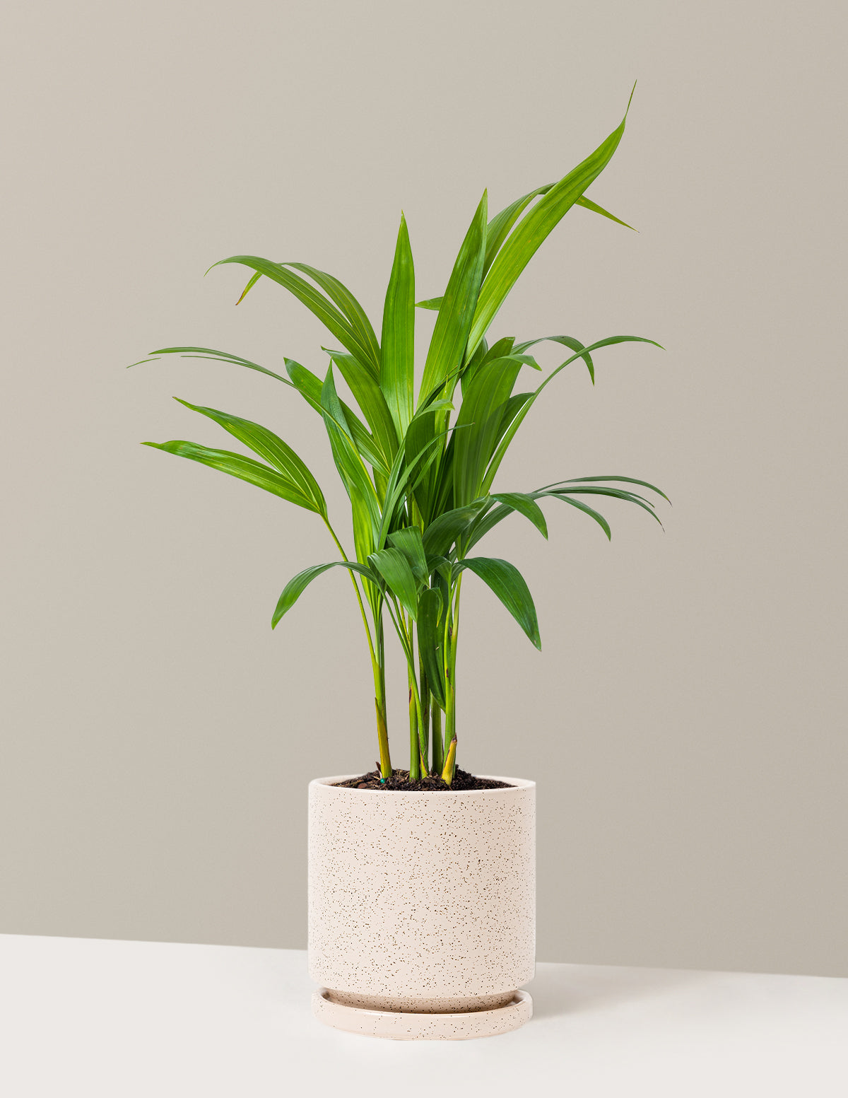 Areca Purifying Palm