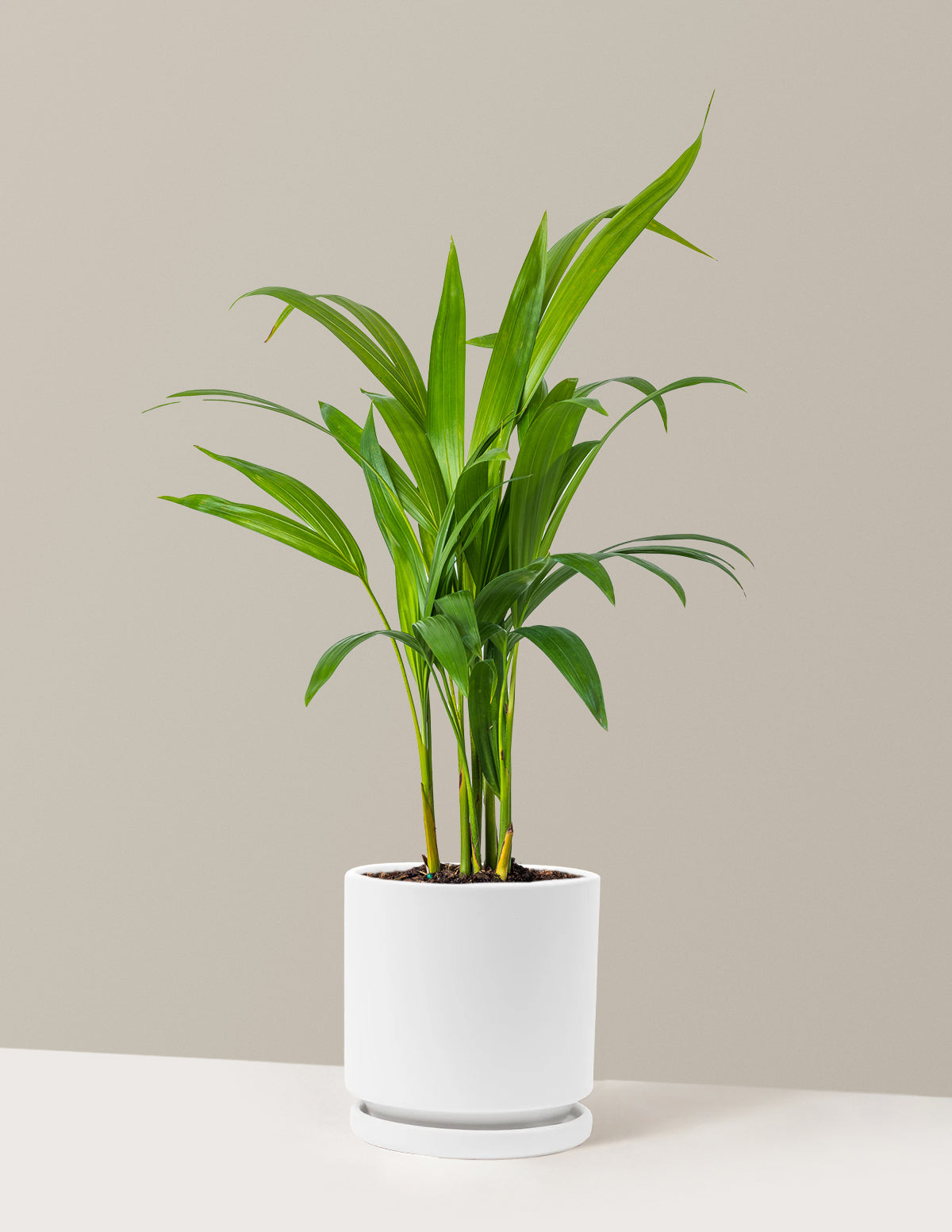 Areca Purifying Palm
