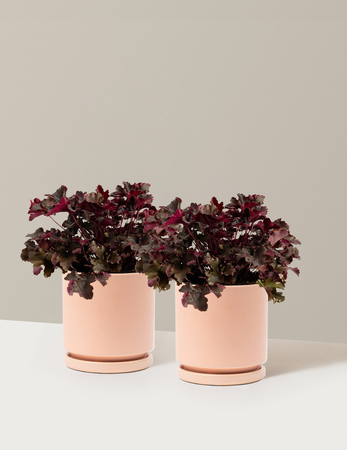 Balboa Sunset® Heuchera