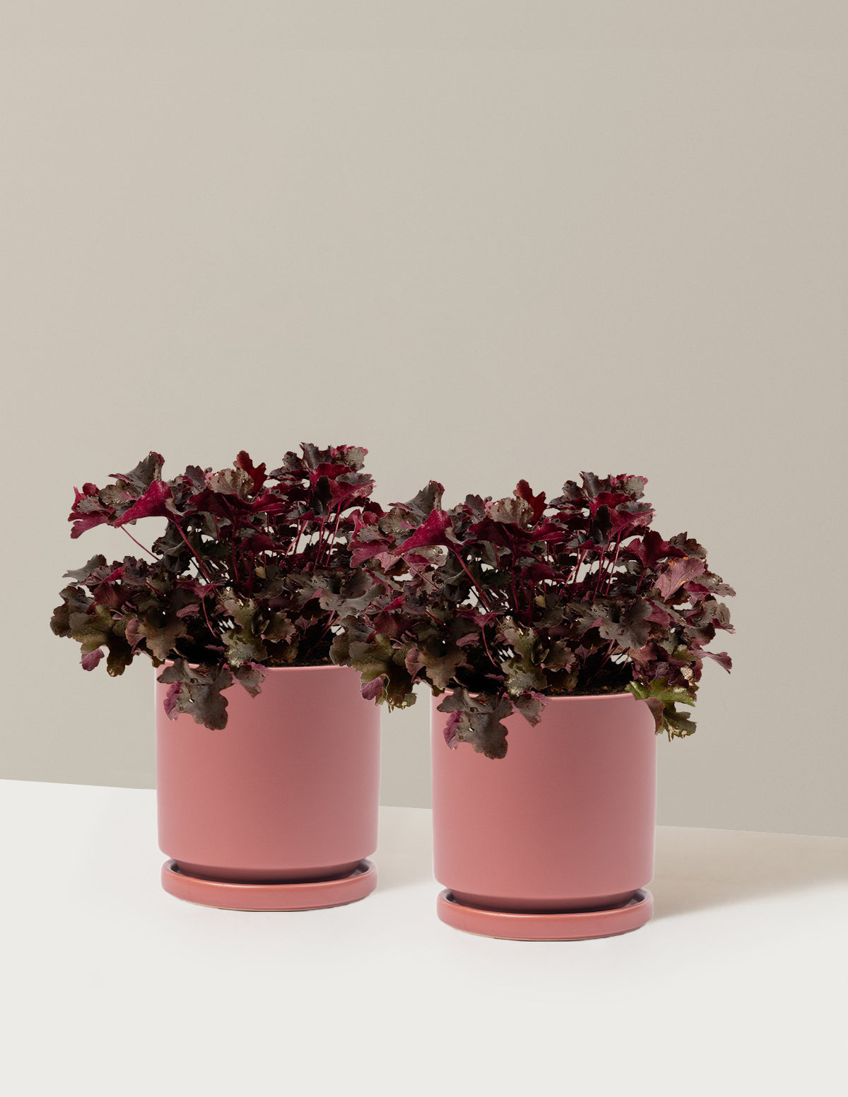 Balboa Sunset® Heuchera