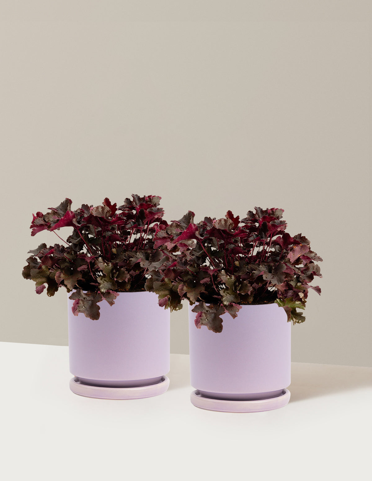 Balboa Sunset® Heuchera