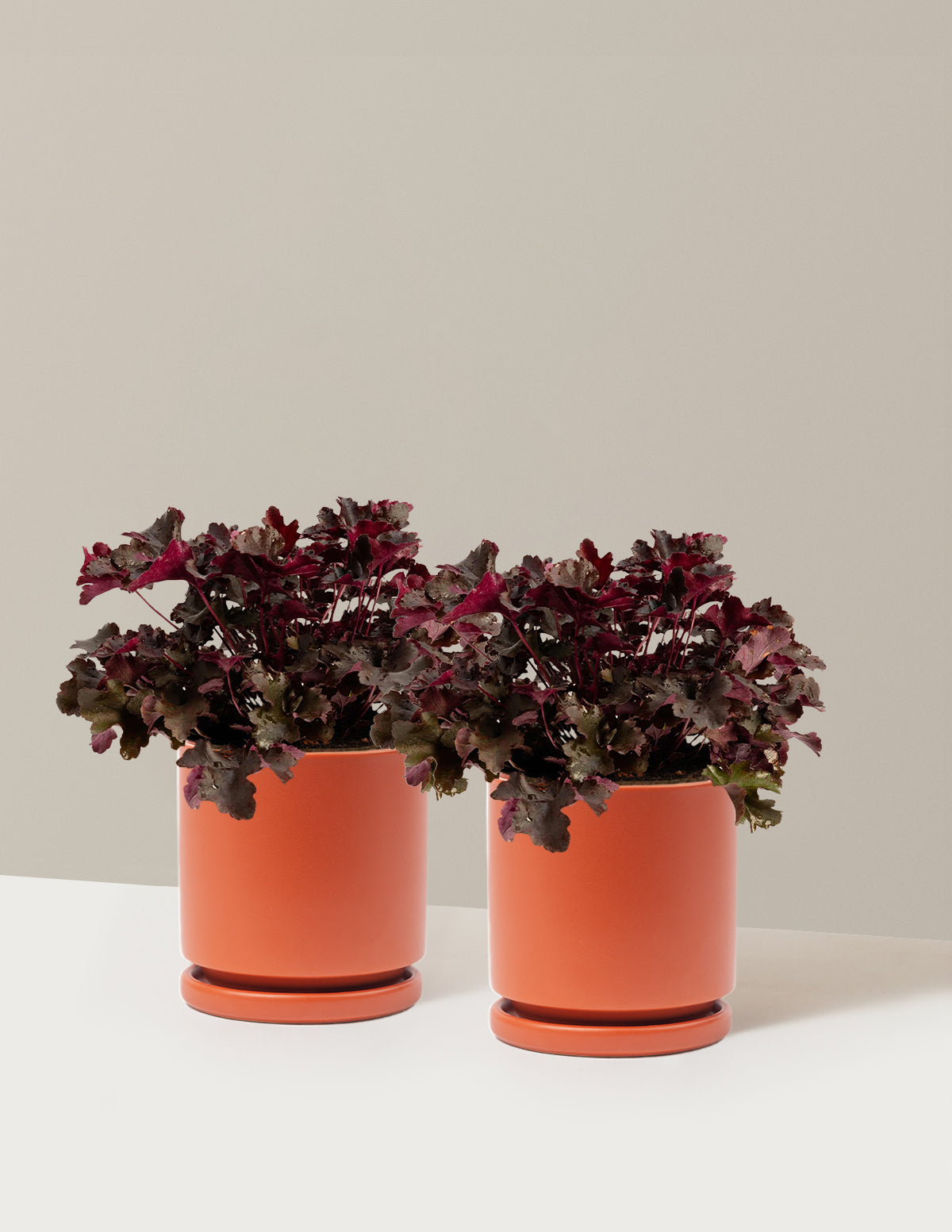Balboa Sunset® Heuchera