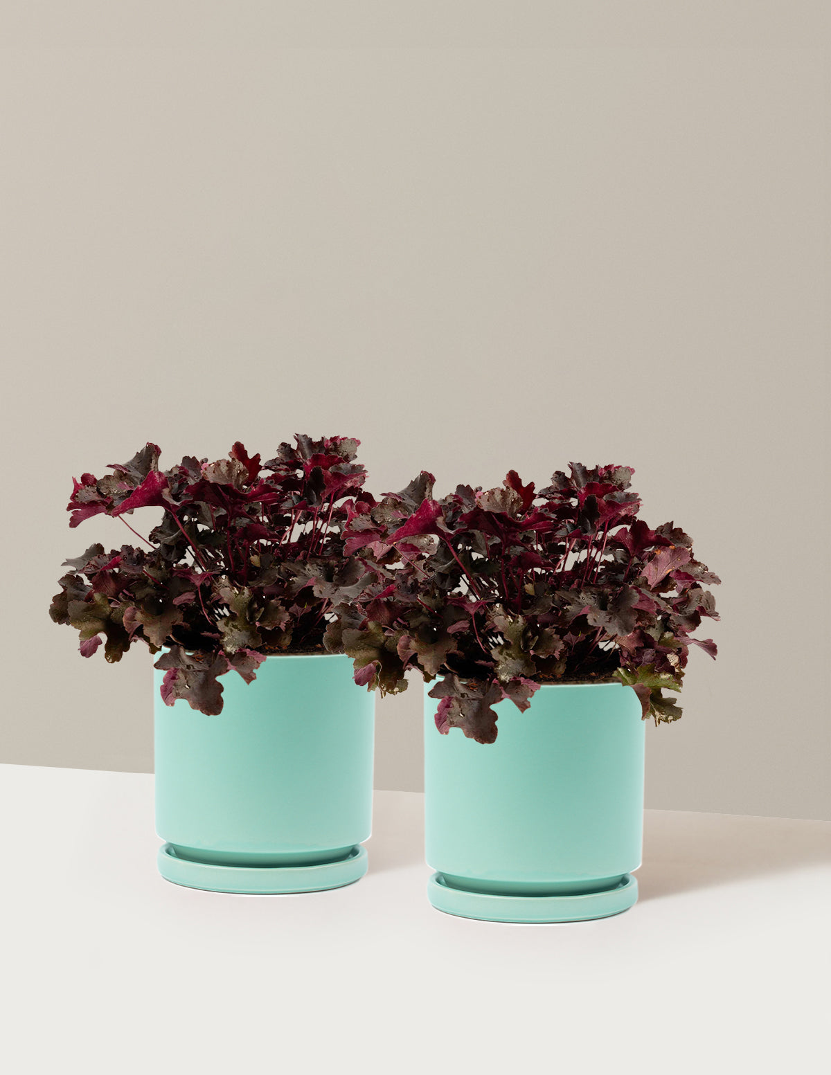Balboa Sunset® Heuchera