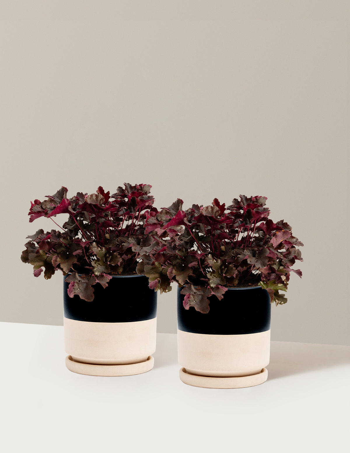 Balboa Sunset® Heuchera