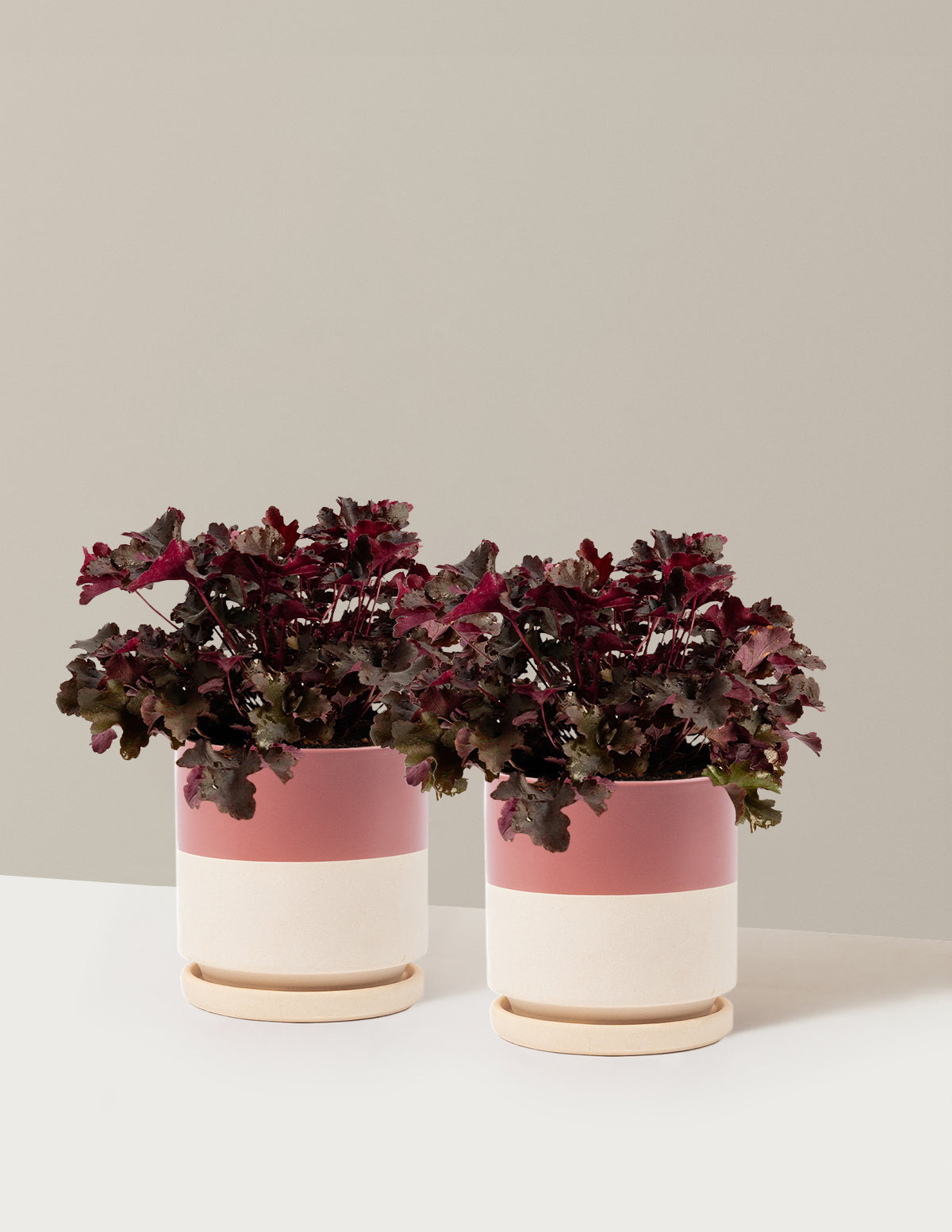Balboa Sunset® Heuchera
