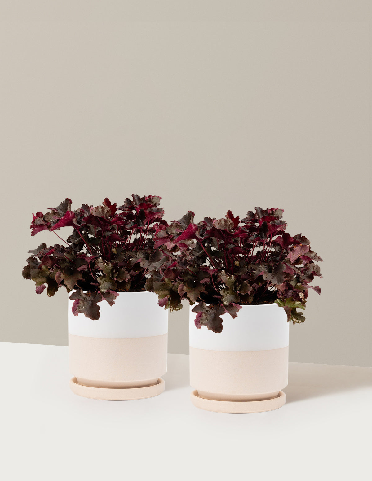 Balboa Sunset® Heuchera