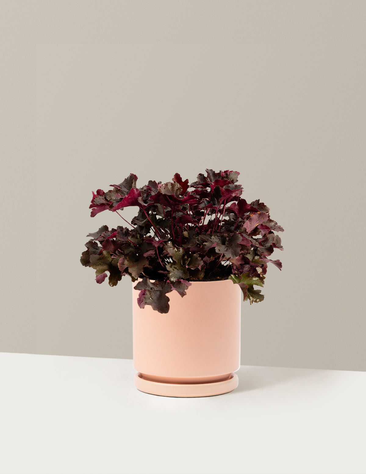 Balboa Sunset® Heuchera