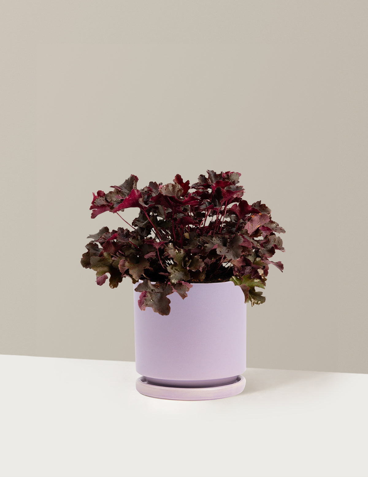Balboa Sunset® Heuchera